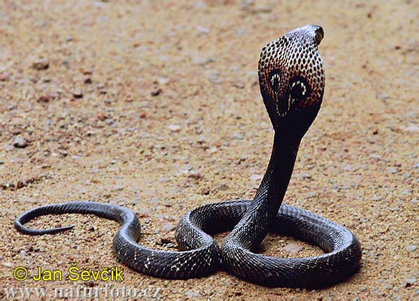 Koleksi Gambar Ular Kobra (cobra zone)
